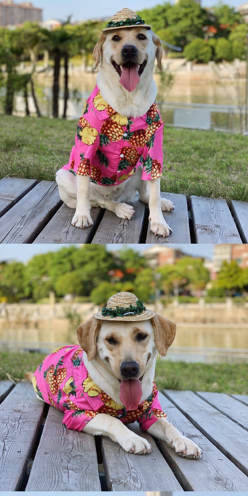 STAYPAW Summer Pineapple Breathable Sun Protection Dog Shirt for All Sizes - Detail 3