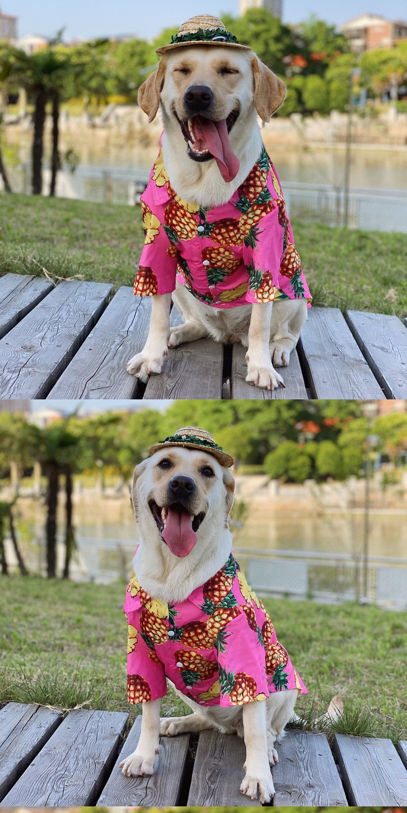 STAYPAW Summer Pineapple Breathable Sun Protection Dog Shirt for All Sizes - Detail 4