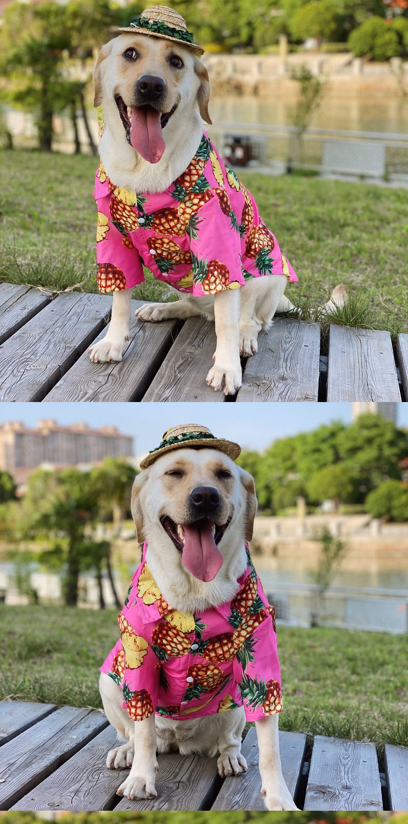 STAYPAW Summer Pineapple Breathable Sun Protection Dog Shirt for All Sizes - Detail 5
