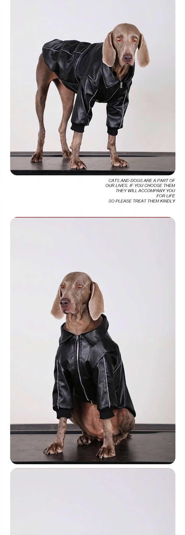 STAYPAW Faux Leather Dog Jacket Windproof Winter Coat for Medium & Large Dogs - Detail 3